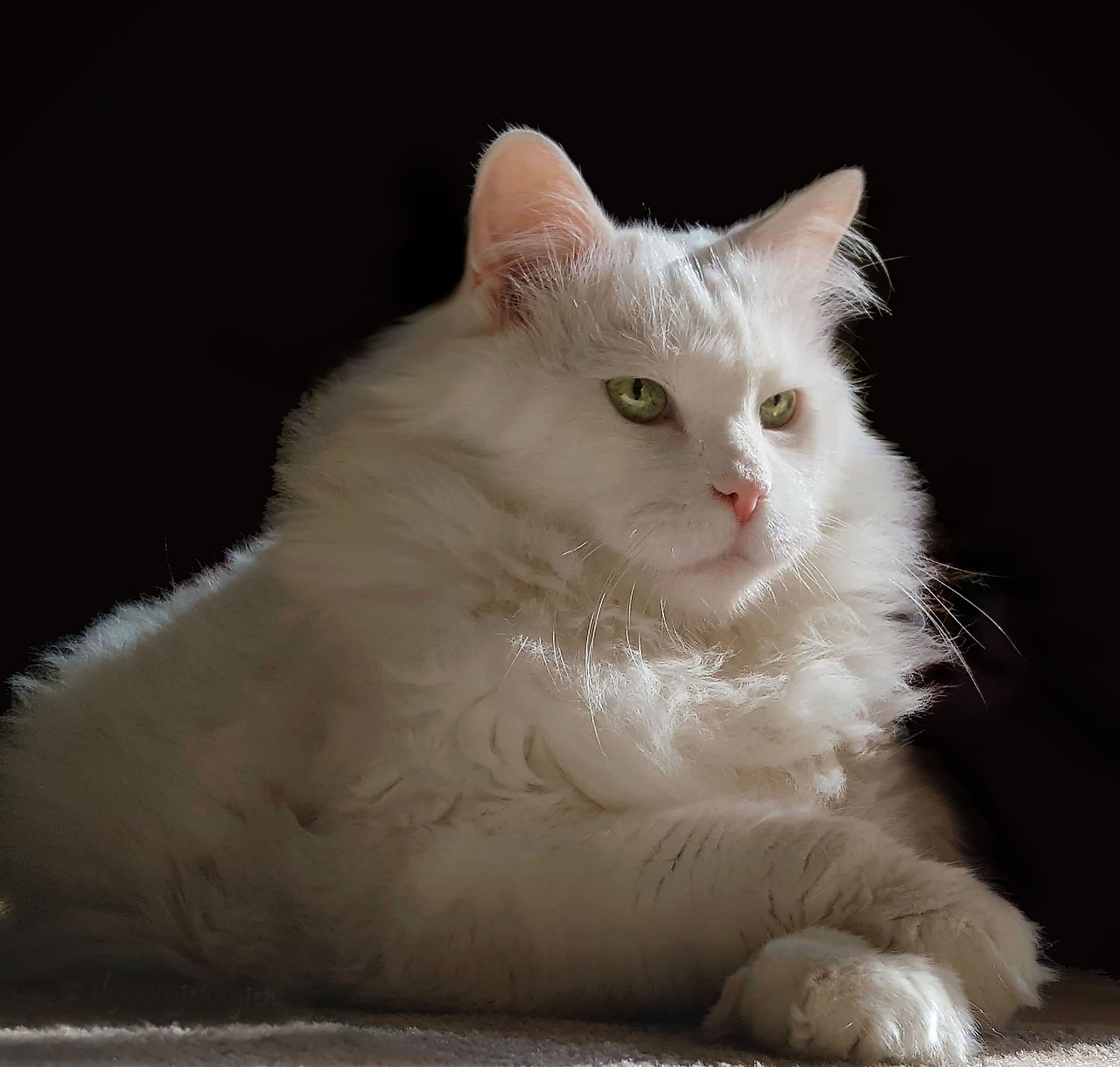 探索猫咪世界的神秘面纱，最新破解版游戏上线！